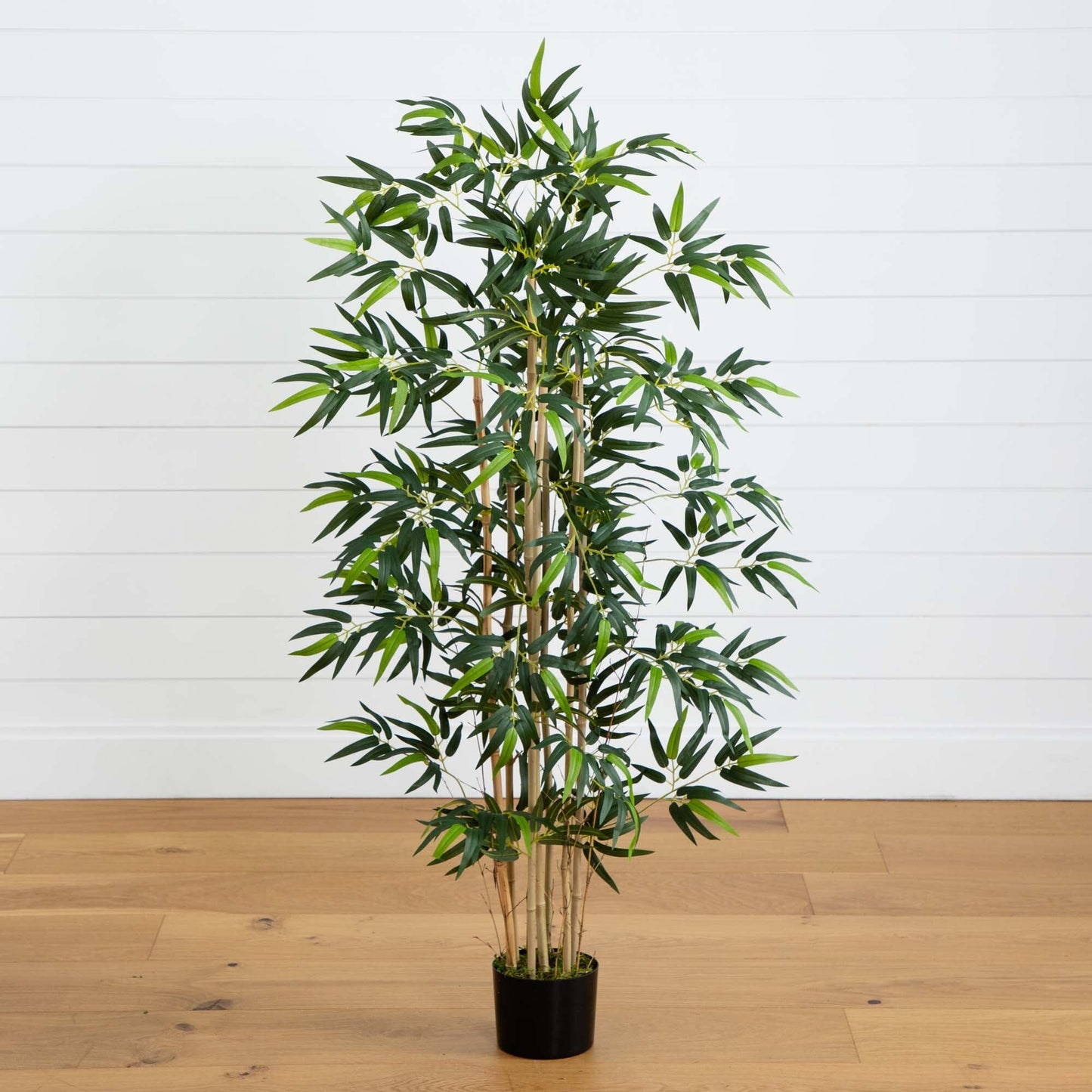 4' Multi Bambusa Bamboo Silk Tree