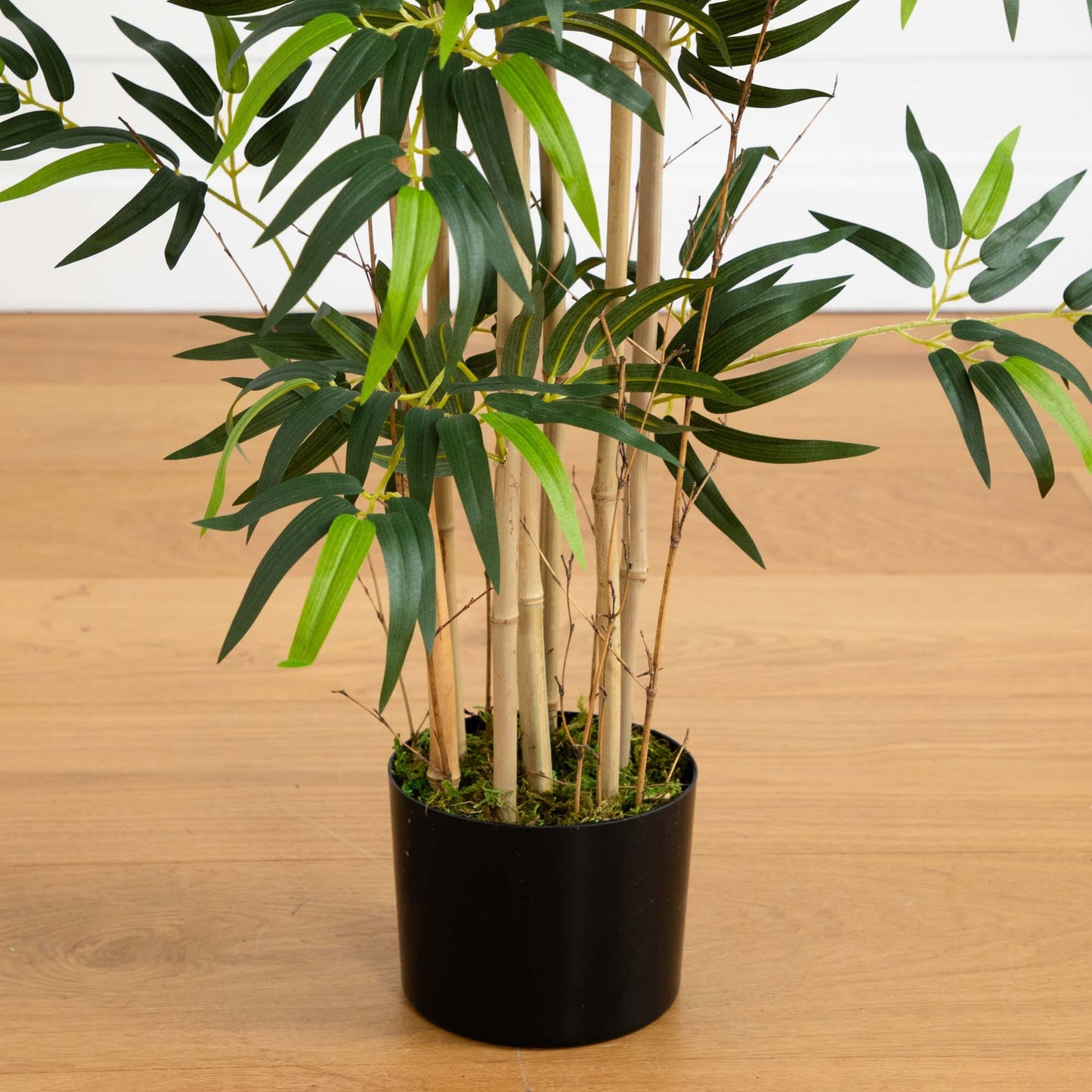 4' Multi Bambusa Bamboo Silk Tree