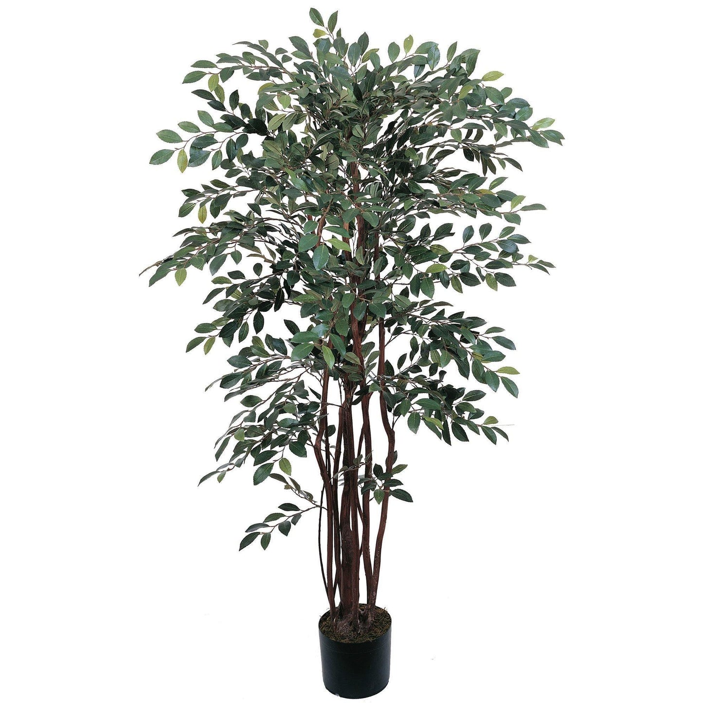 Árbol de seda Ruscus de 4 pies