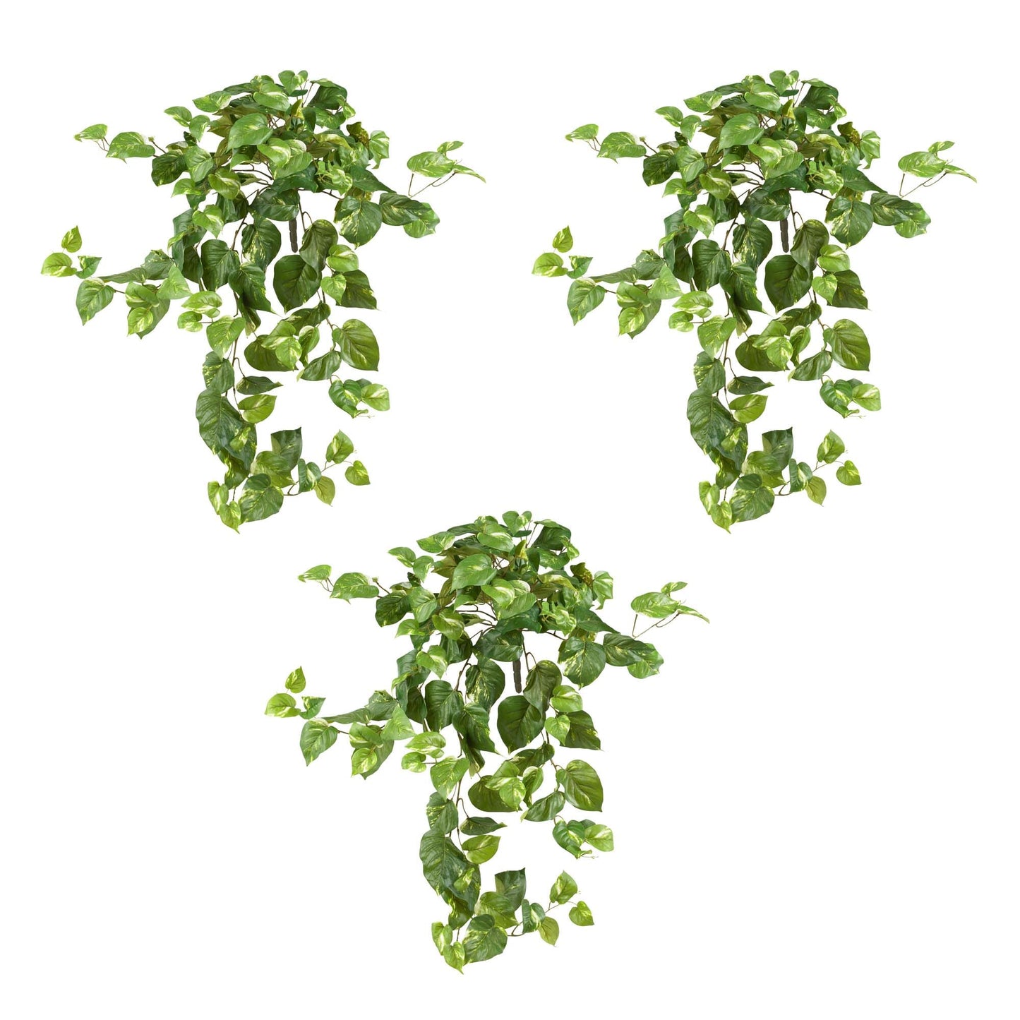 Pothos suspendu de 40 po (ensemble de 3)