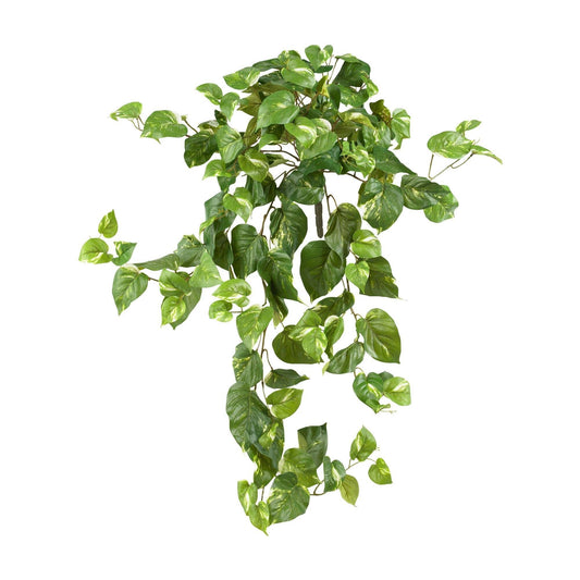 Pothos suspendu de 40 po (ensemble de 3)