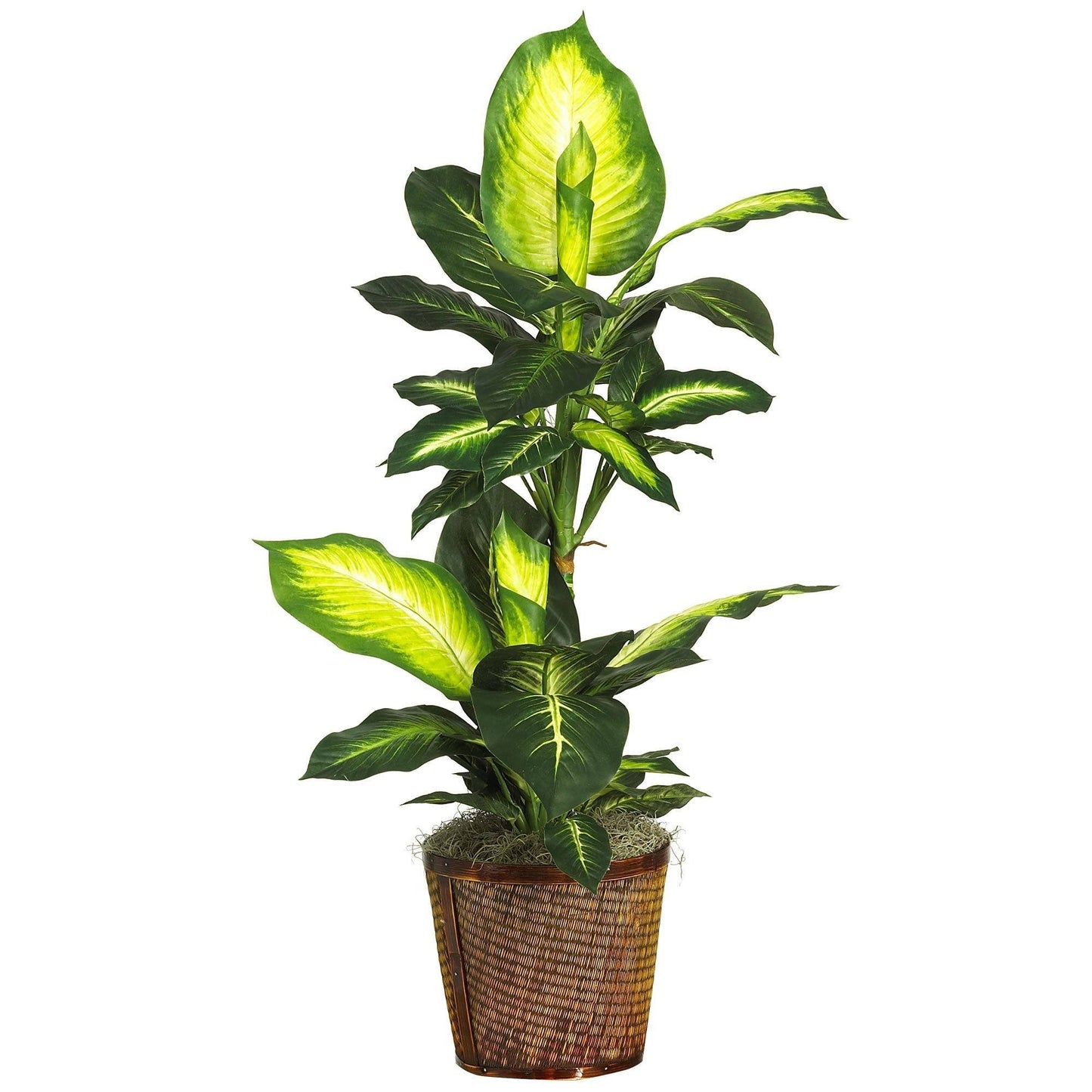 Dieffenbachia dorada de 42" con planta de seda en canasta