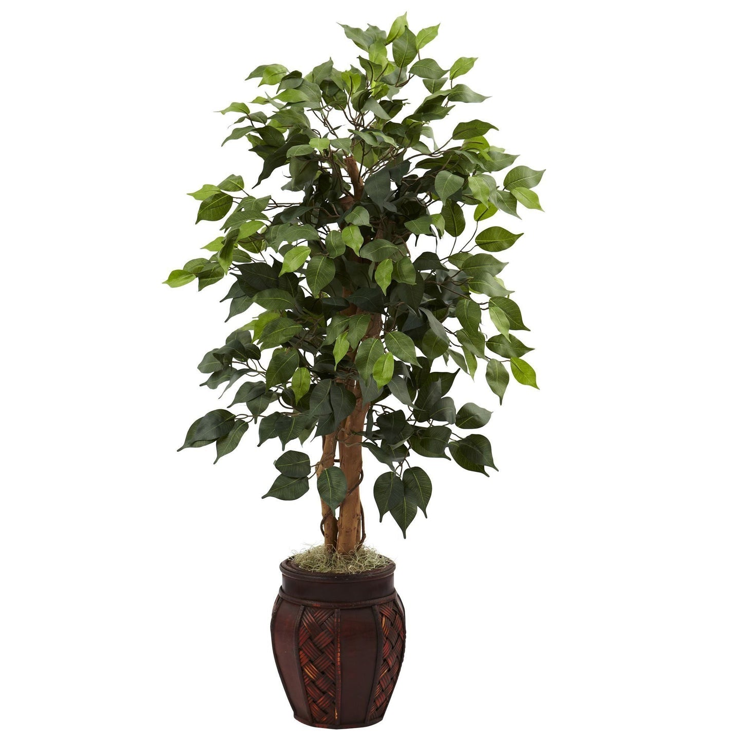 Ficus de 44” con macetero decorativo