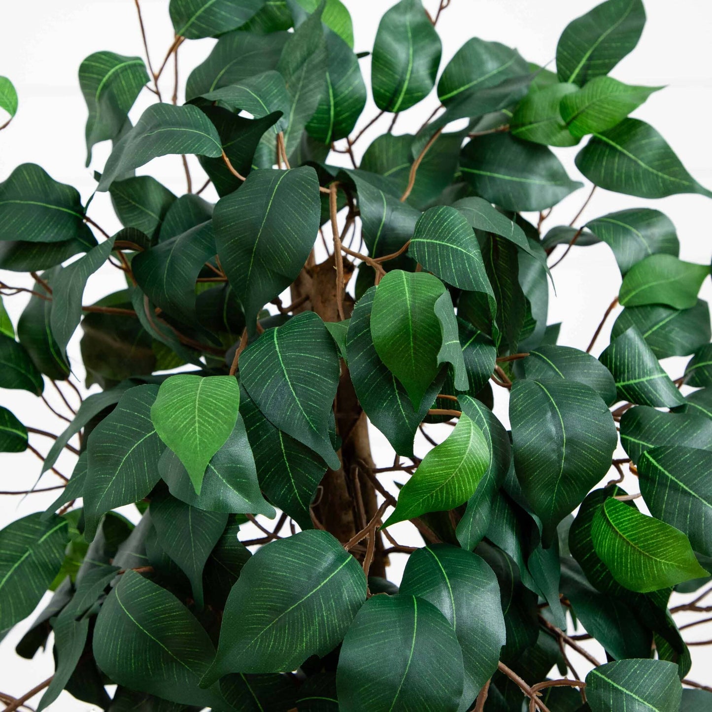 Ficus de 44” con macetero decorativo