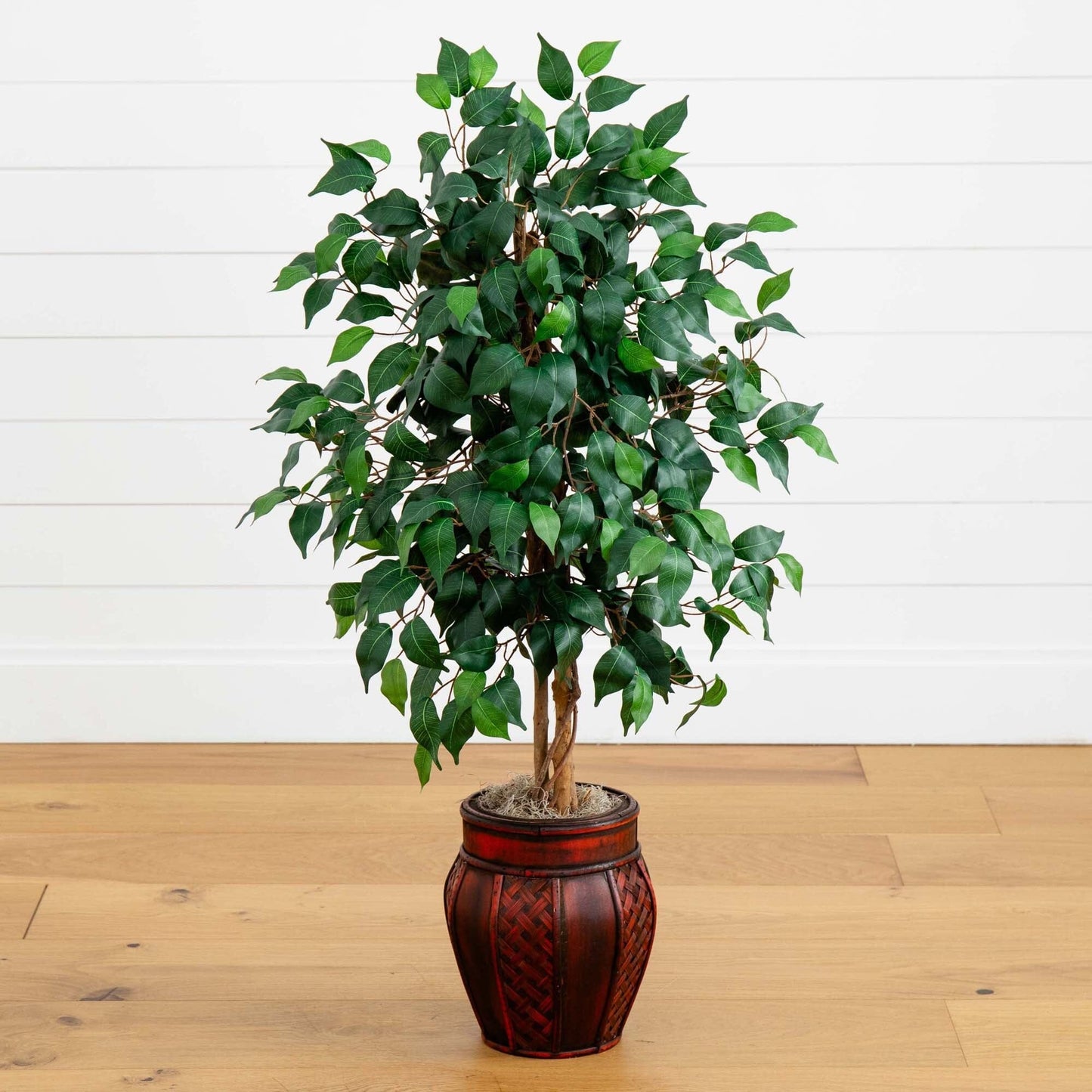 Ficus de 44” con macetero decorativo