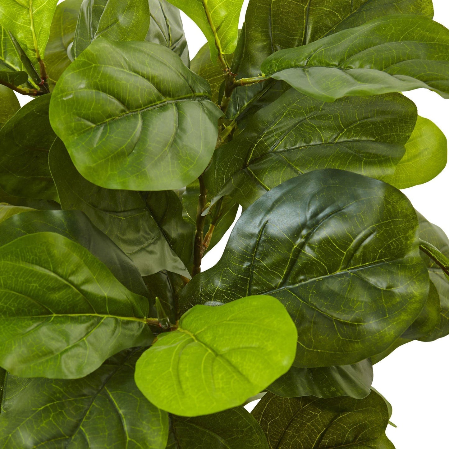 Ficus de hoja de violín de 4,5 pies en maceta blanca (Real Touch)