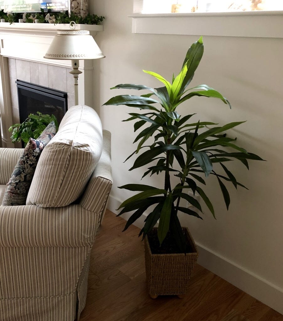 Plante en soie Dracaena de 48 po (Real Touch)