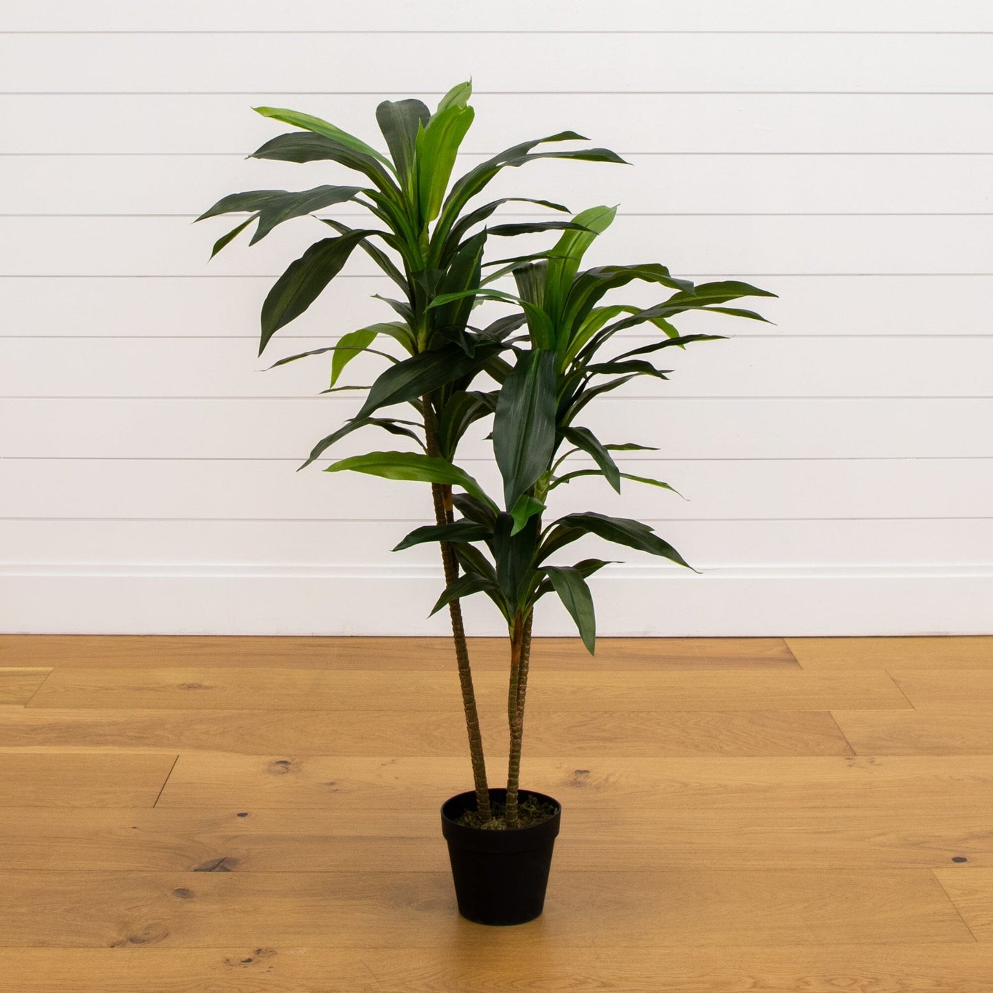 Plante en soie Dracaena de 48 po (Real Touch)