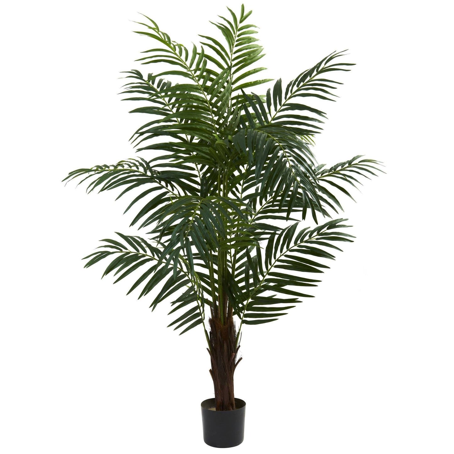 Palmera areca de 5 pies