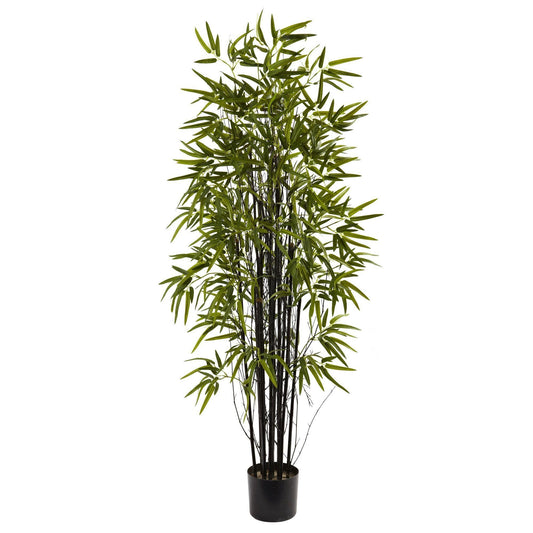 5’ Black Bamboo Tree