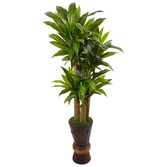 Plante artificielle Dracaena à tige de maïs de 5 pi dans une jardinière (Real Touch)