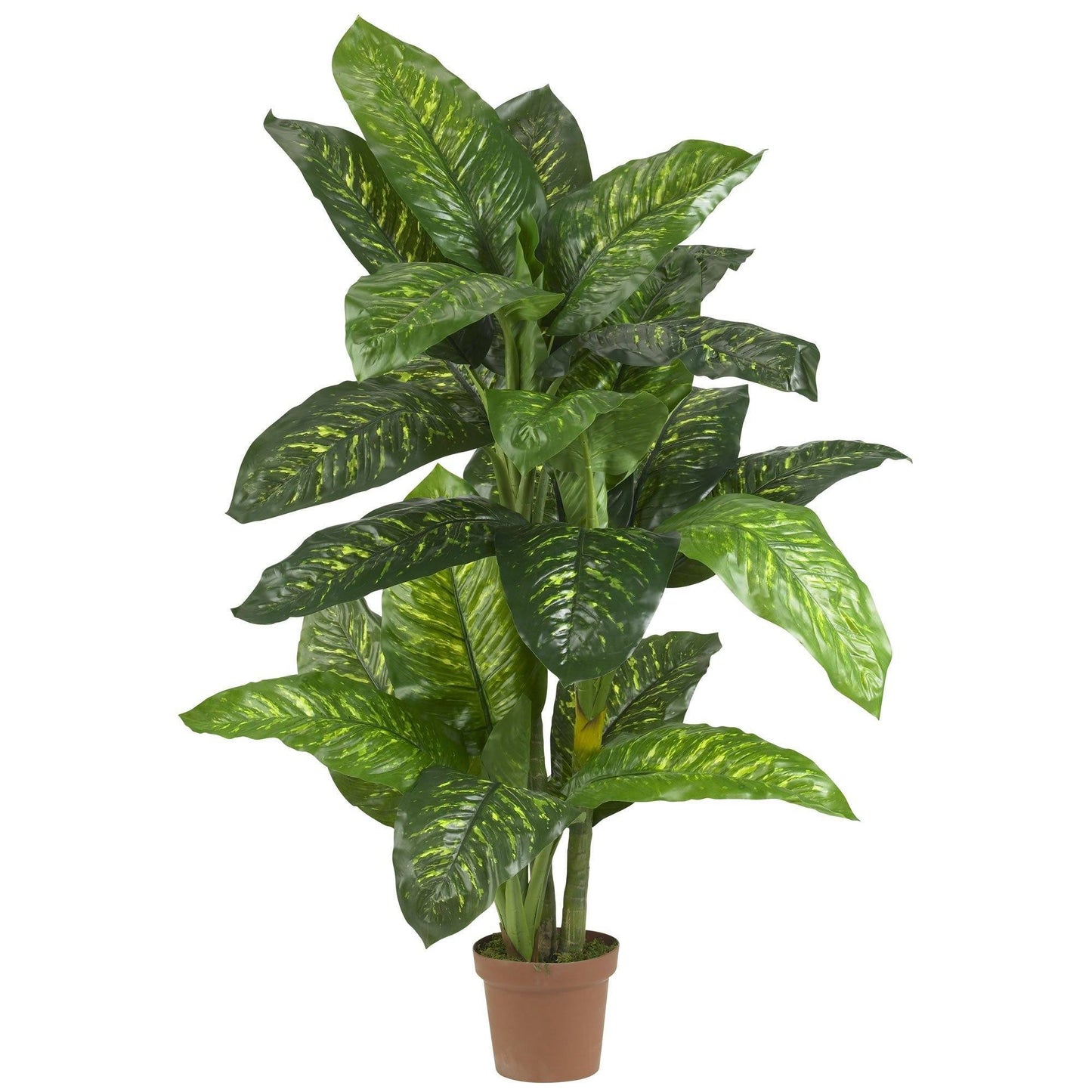 Plante en soie Dieffenbachia 5' (Real Touch)