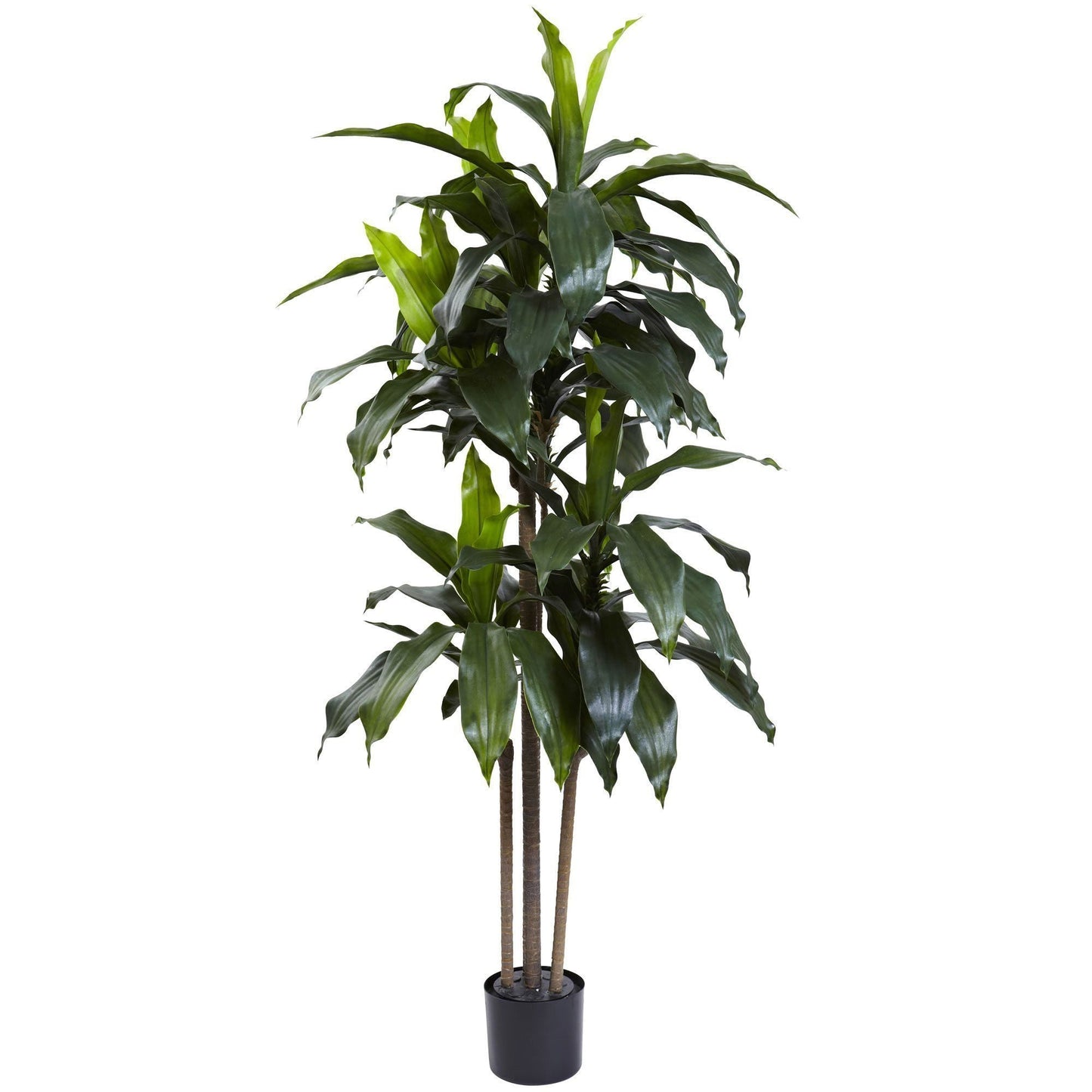 Plante Dracaena de 5 pieds résistante aux UV (intérieur/extérieur)