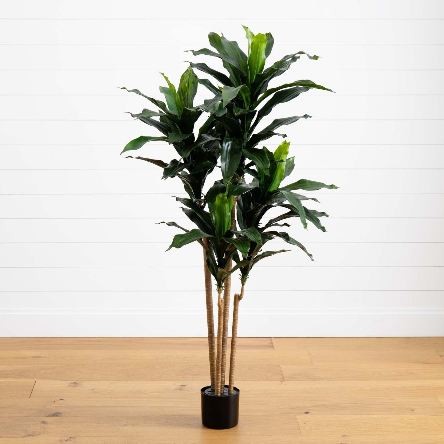 Plante Dracaena de 5 pieds résistante aux UV (intérieur/extérieur)