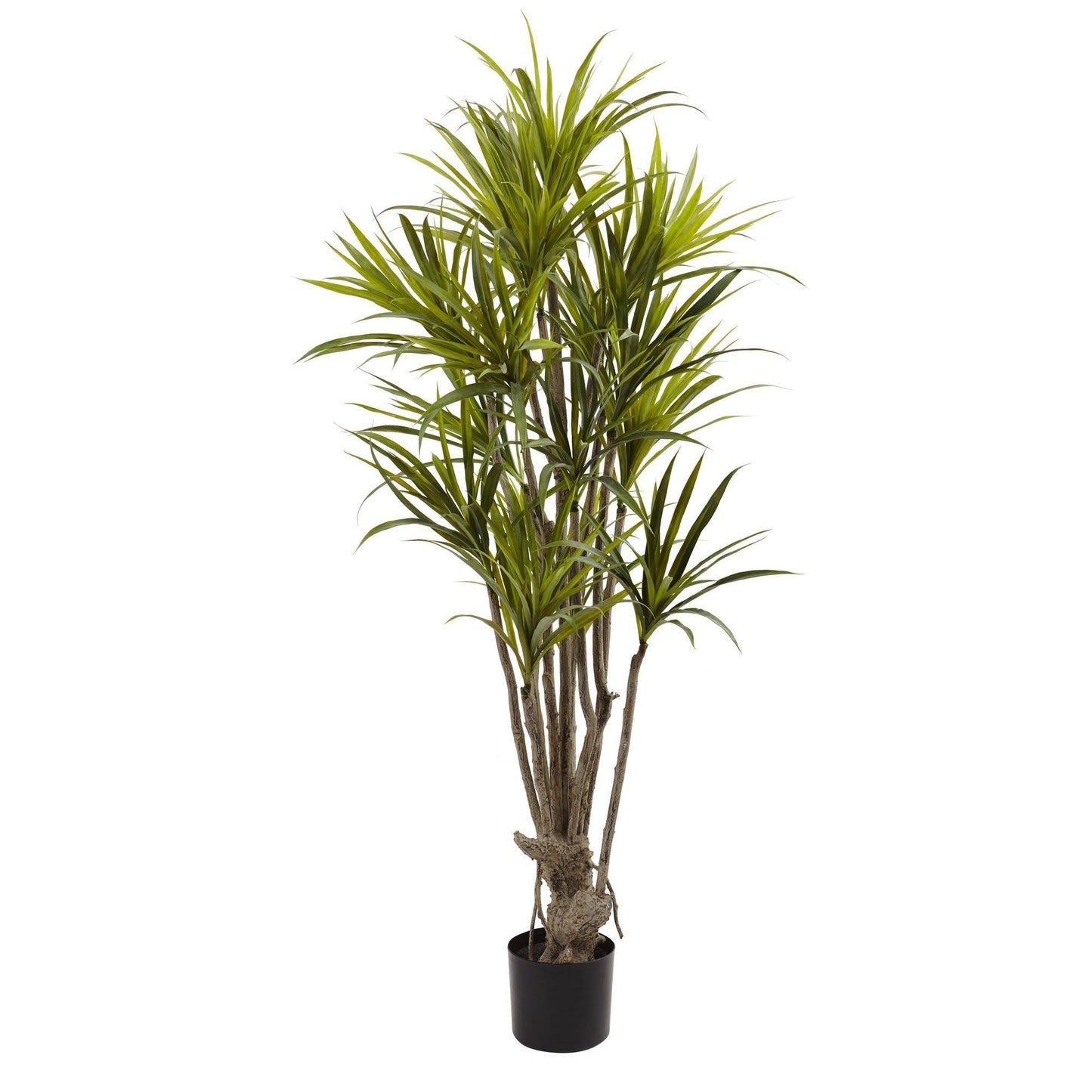 Árbol de seda Dracaena de 5 pies