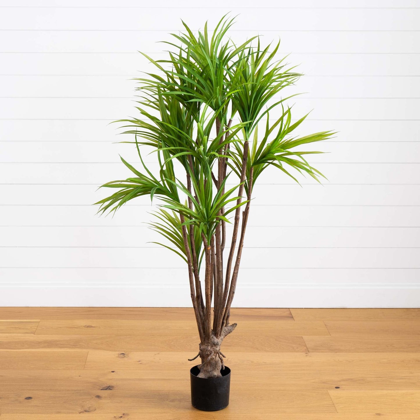 Árbol de seda Dracaena de 5 pies