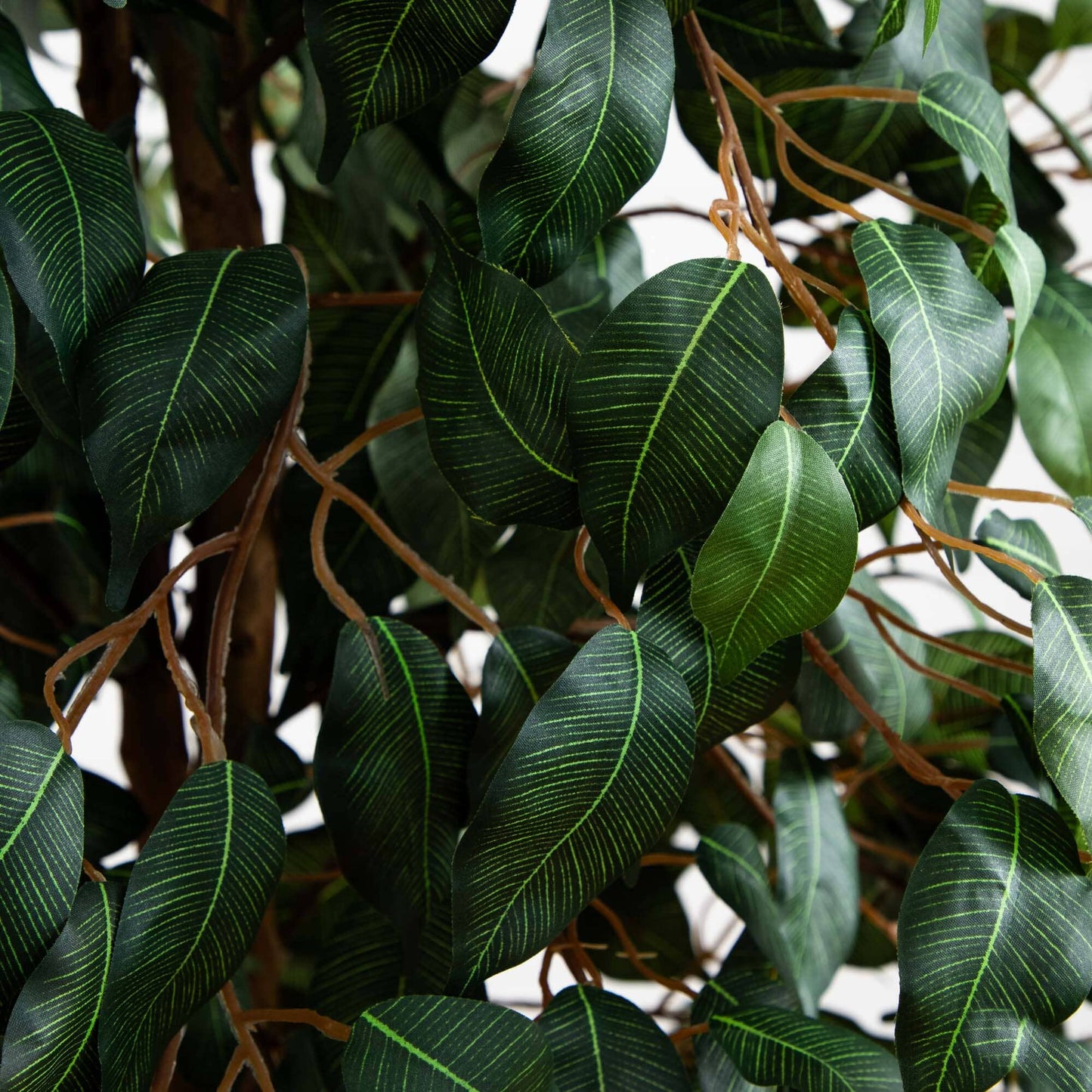 Arbre à soie Ficus de 5 pieds