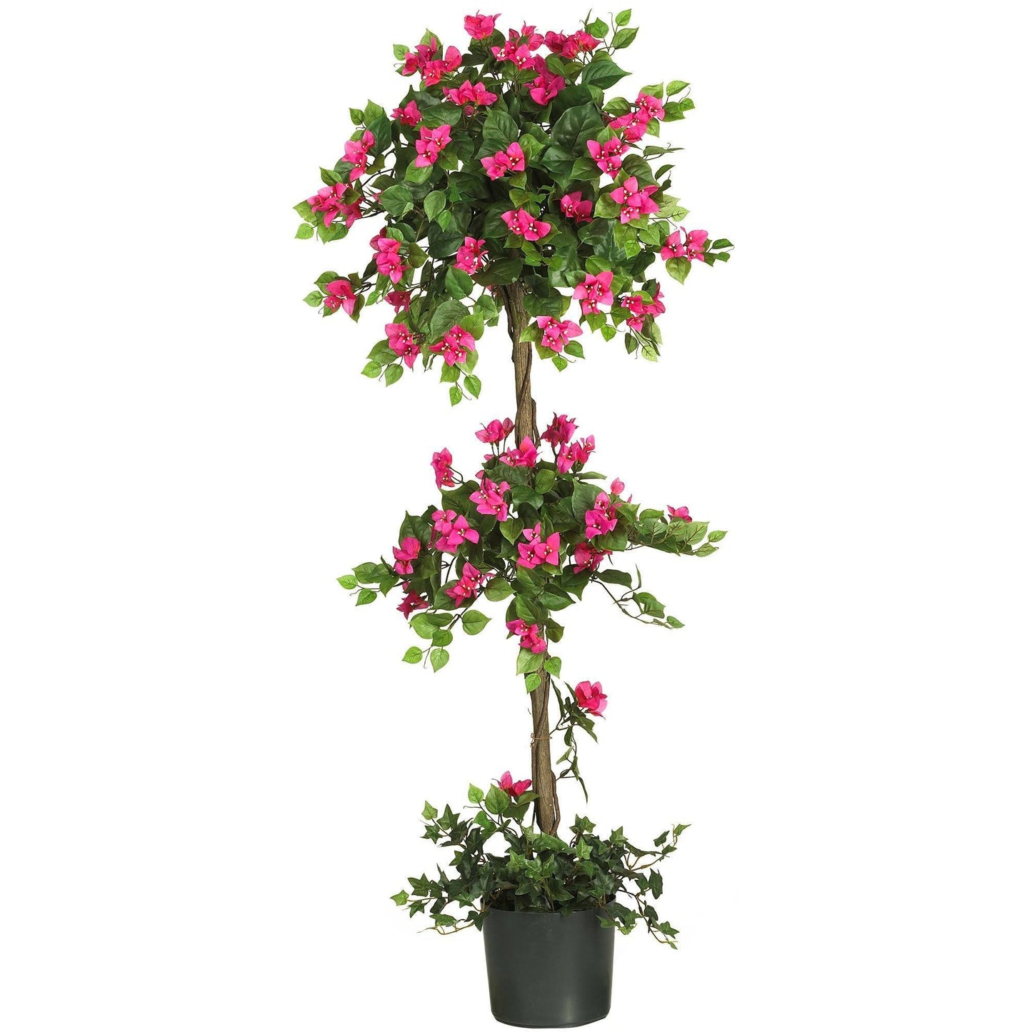 Topiaire de mini bougainvilliers de 5 pieds