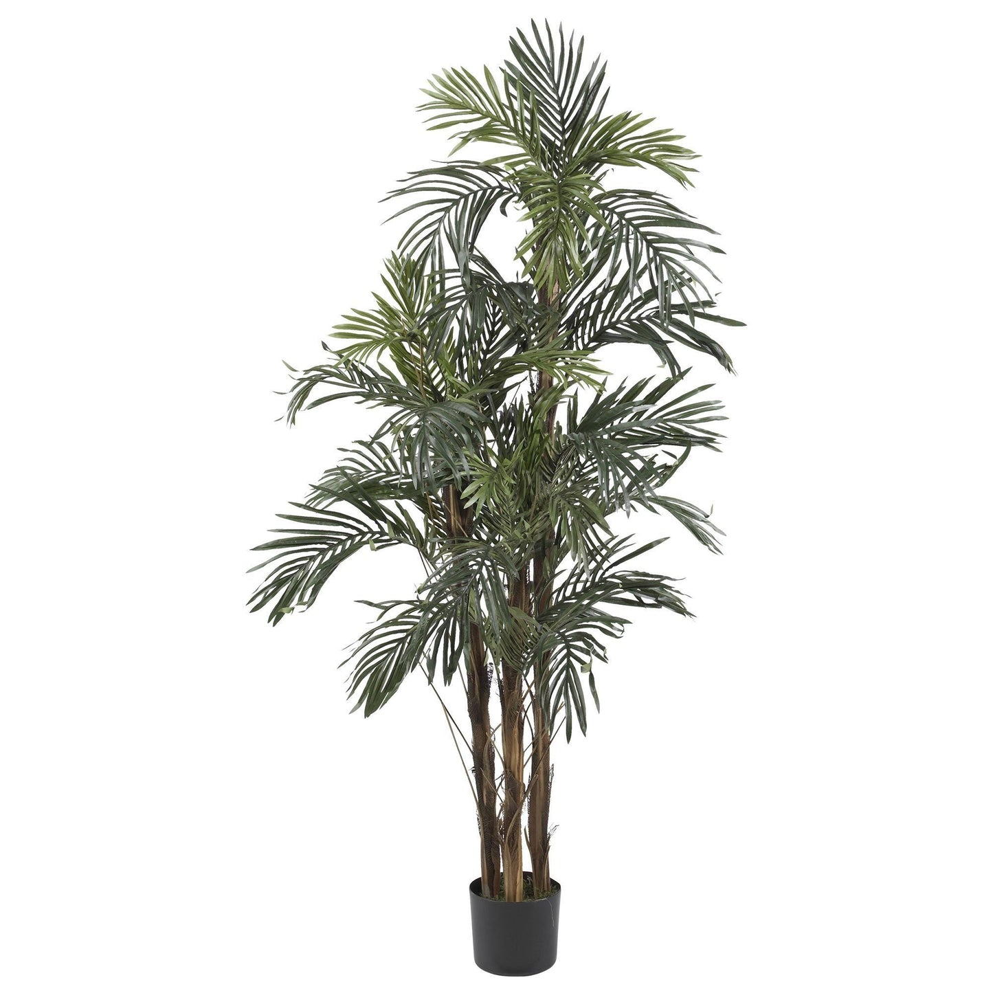 Palmera de seda robellini de 5 pies