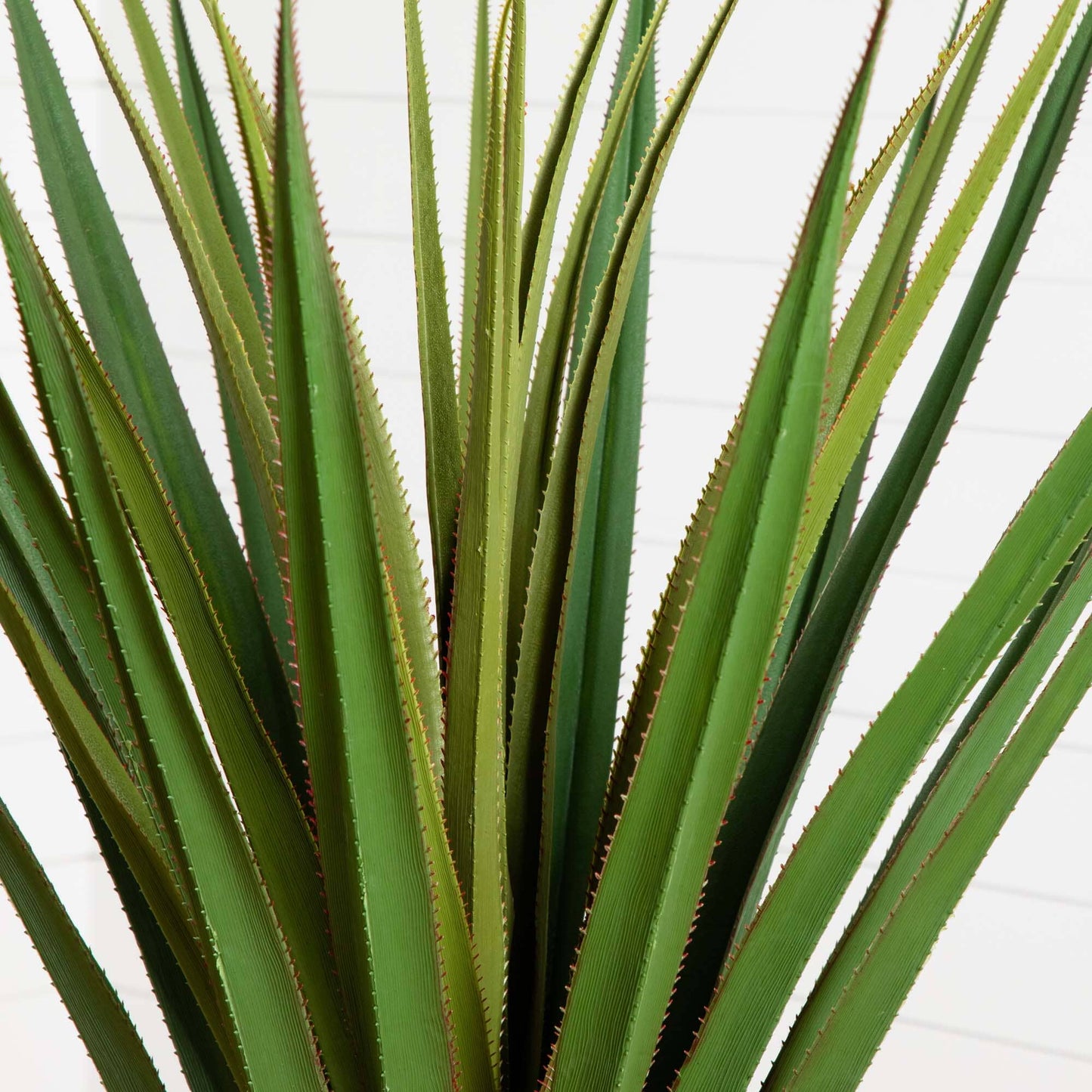 Árbol de agave con púas de 5 pies