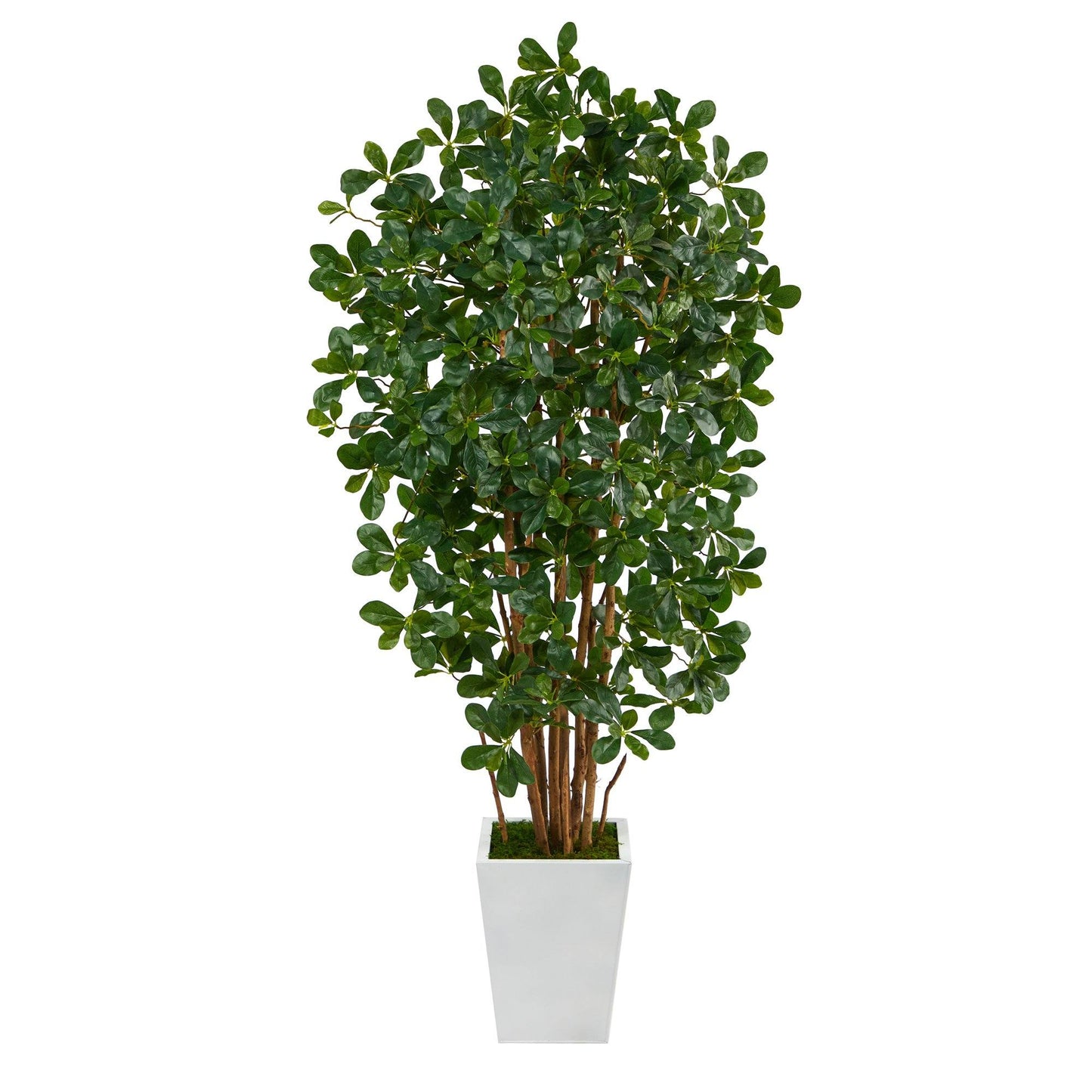 5.5’ Black Olive Artificial Tree with 1365 Bendable Leaves in Metal White Planter