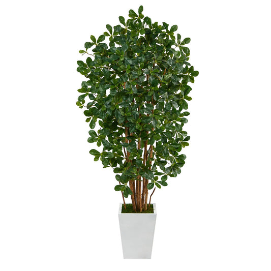 5.5’ Black Olive Artificial Tree with 1365 Bendable Leaves in Metal White Planter