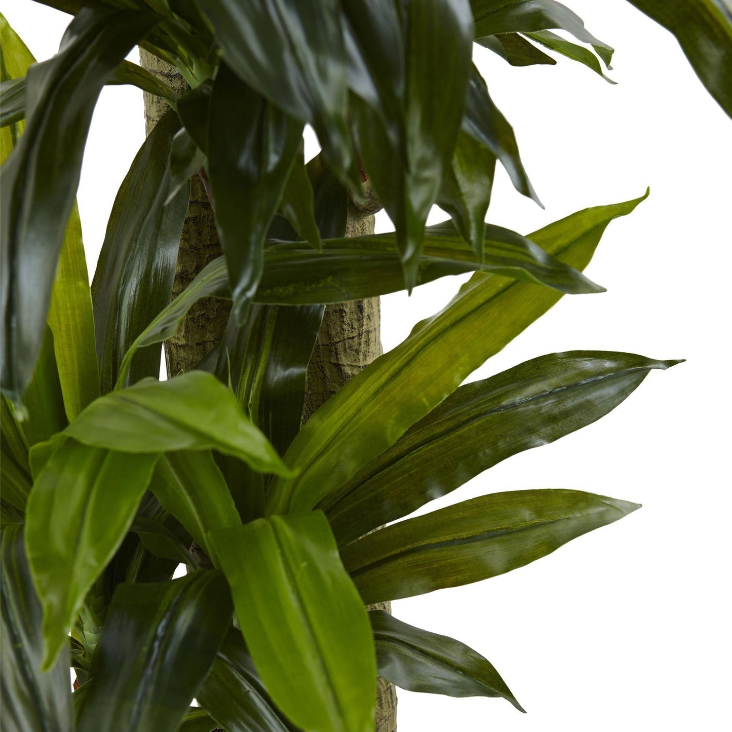 Dracaena de tallo de maíz de 5,5 pies con macetero lavado en negro