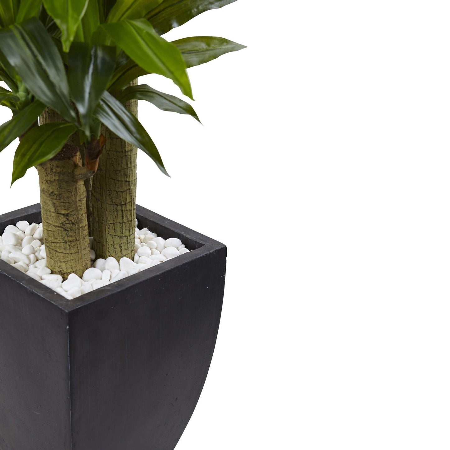 Dracaena de tallo de maíz de 5,5 pies con macetero lavado en negro