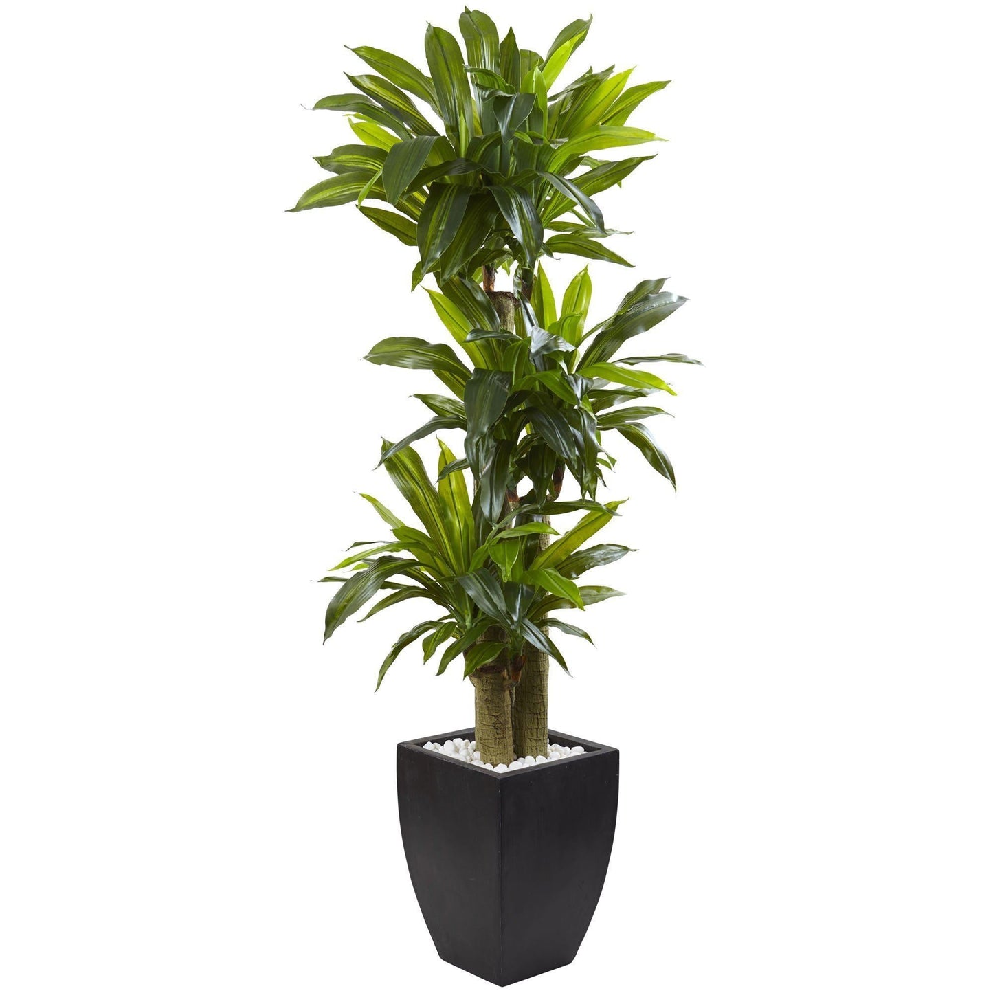 Dracaena de tallo de maíz de 5,5 pies con macetero lavado en negro