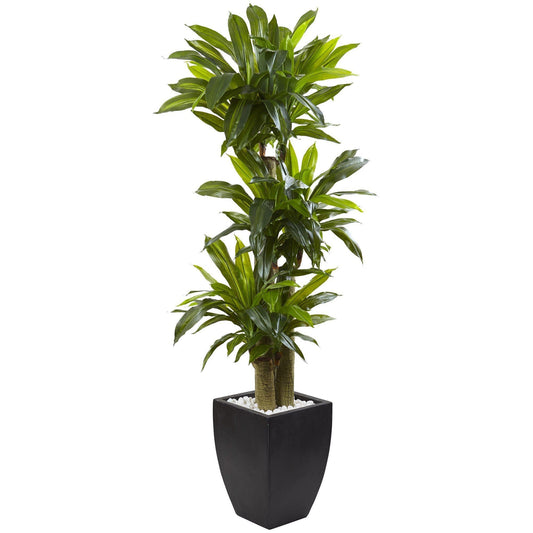 Dracaena de tallo de maíz de 5,5 pies con macetero lavado en negro