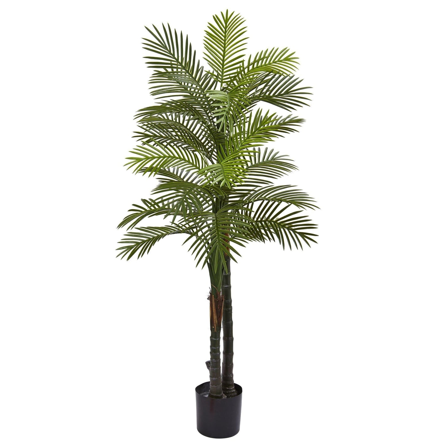 Palmera Robellini doble de 5,5 pies resistente a los rayos UV (interior/exterior)