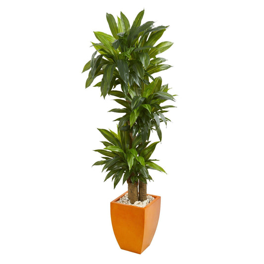 Plante Dracaena de 5,5 pi dans une jardinière carrée orange (Real Touch)