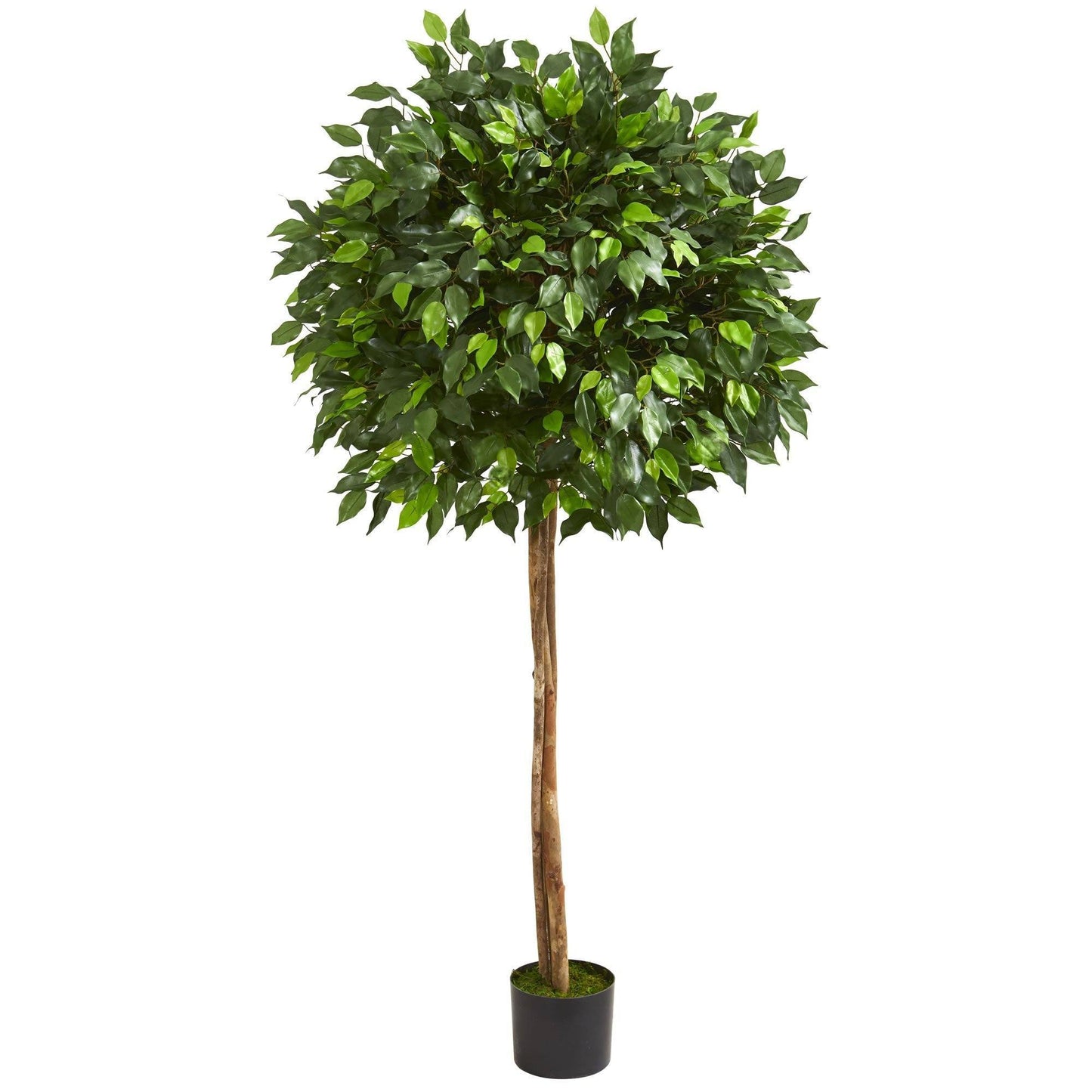 Ficus artificial de 5,5 pies y dos troncos