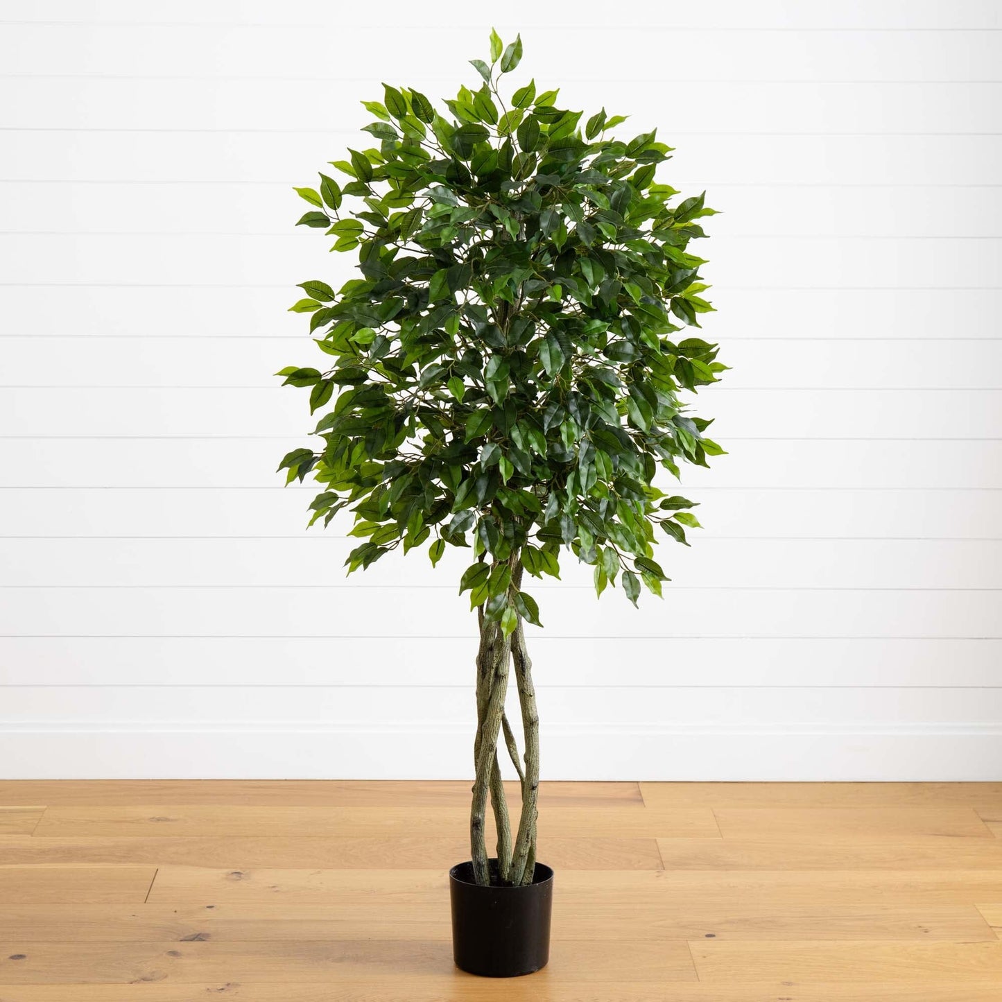 Ficus de 5,5 pies resistente a los rayos UV (interior/exterior)