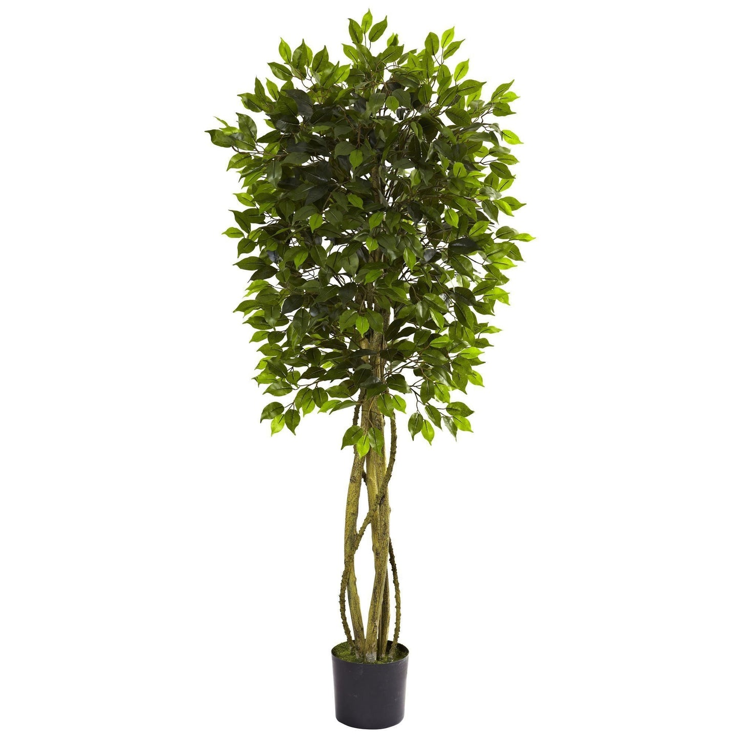 Ficus de 5,5 pies resistente a los rayos UV (interior/exterior)