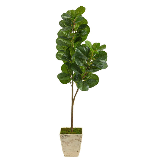 5.5’ Fiddle leaf Fig Artificial Tree in Country White Planter