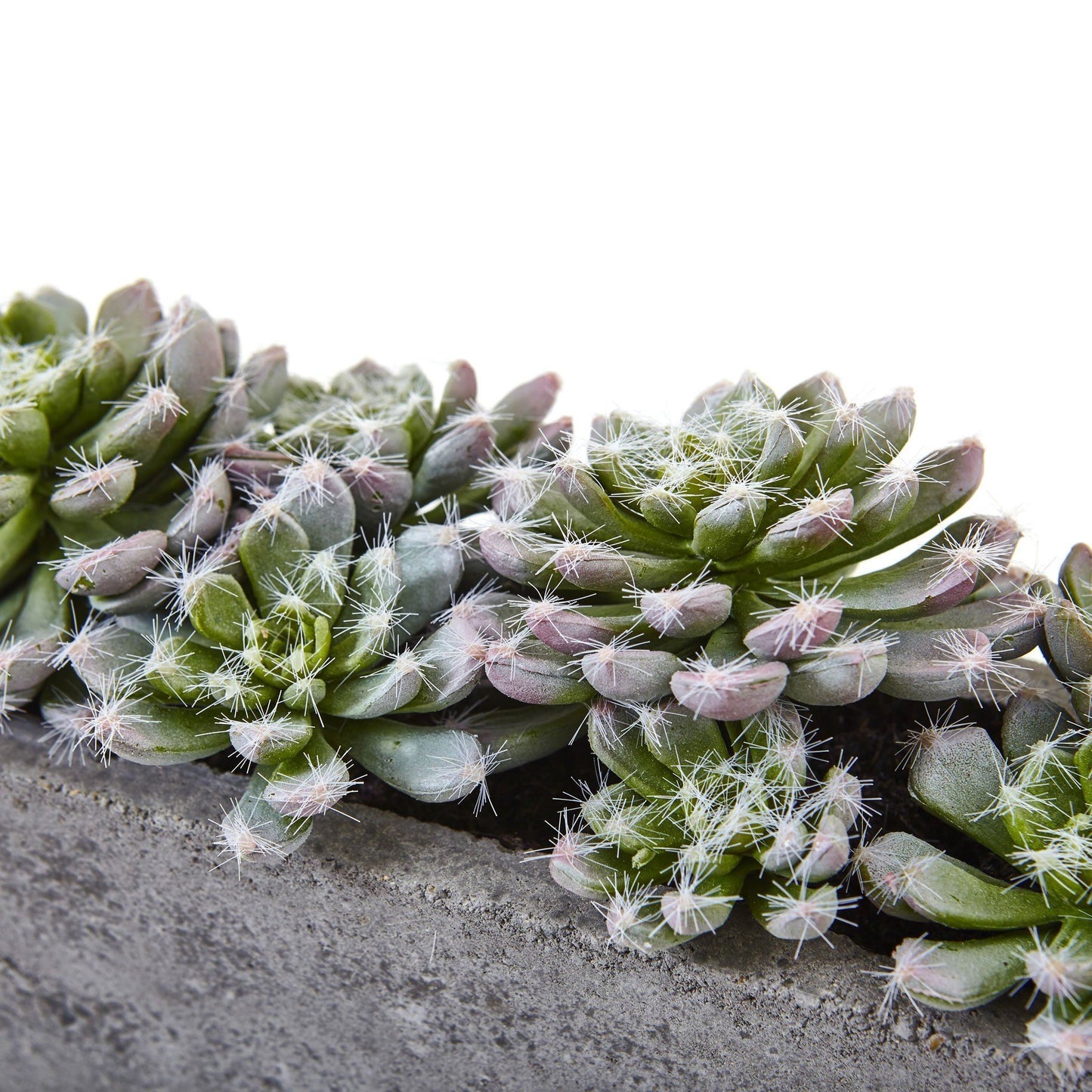 Jardin de plantes succulentes de 5,5 po avec jardinière en béton texturé