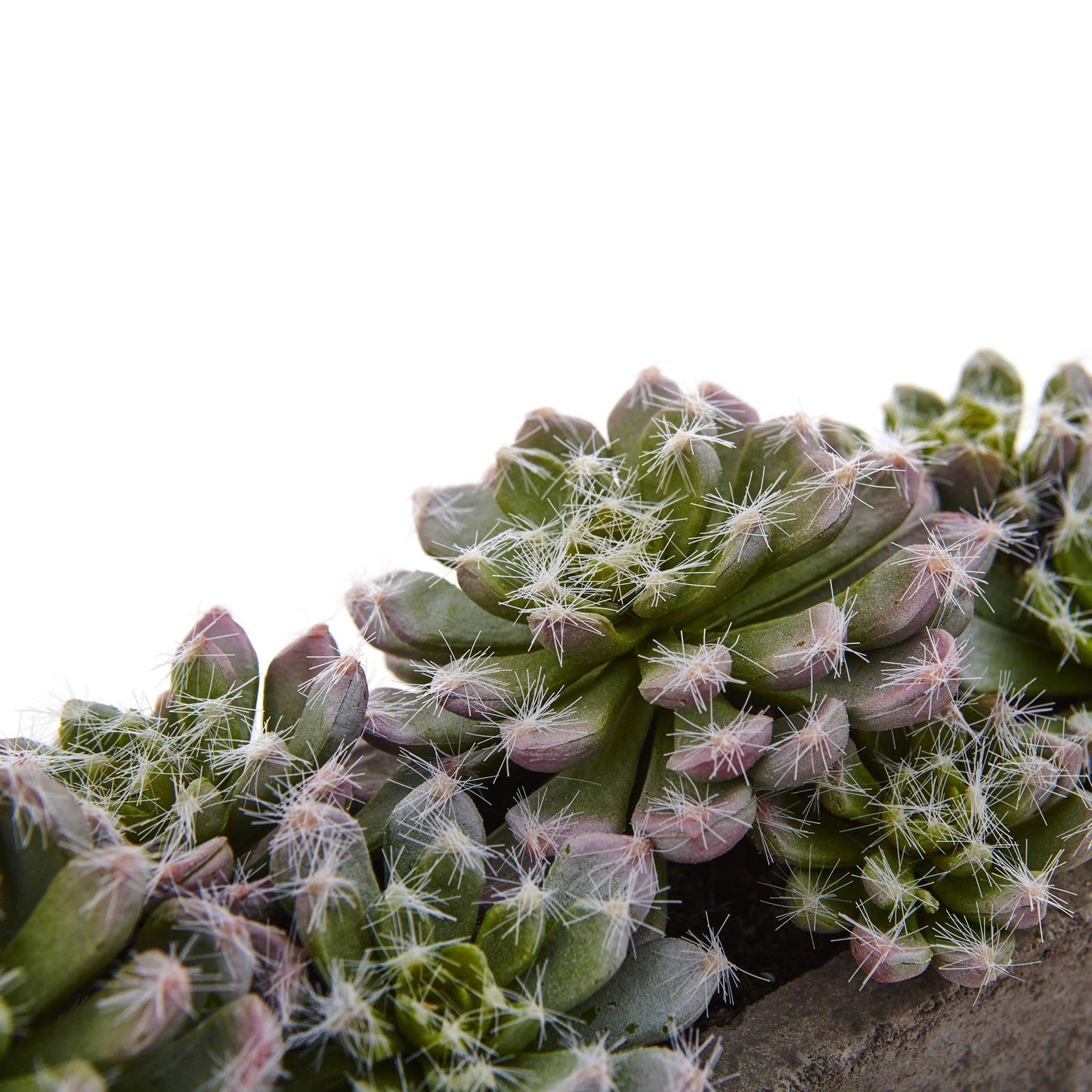 Jardin de plantes succulentes de 5,5 po avec jardinière en béton texturé