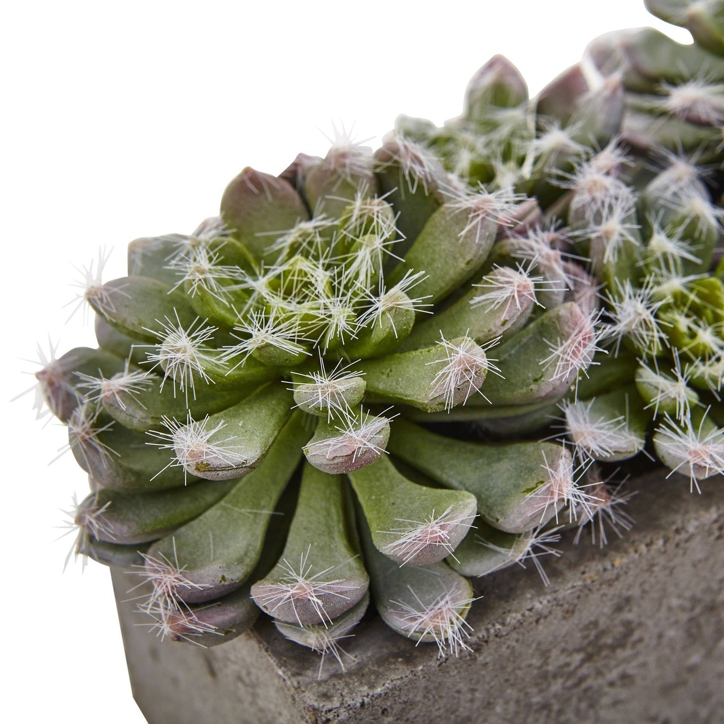 Jardin de plantes succulentes de 5,5 po avec jardinière en béton texturé