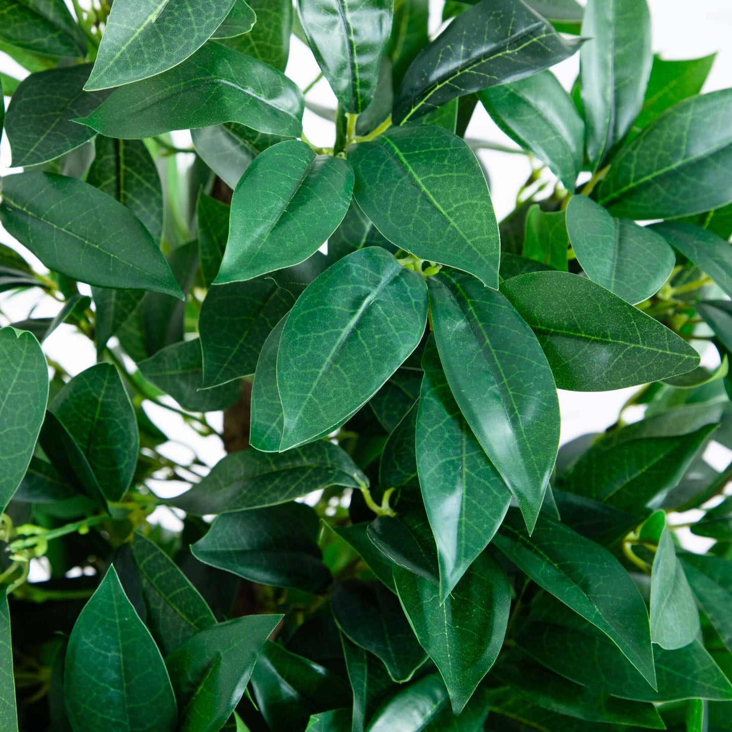 Arbre topiaire en forme de cône de feuille de laurier de 57 po dans une jardinière en ardoise (intérieur/extérieur)