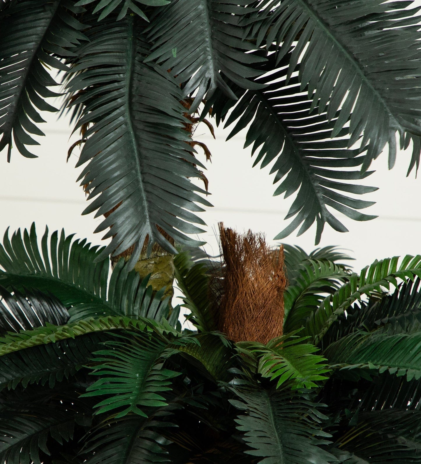 Arbre à soie en pot double de 6' et 4' de palmier sagoutier