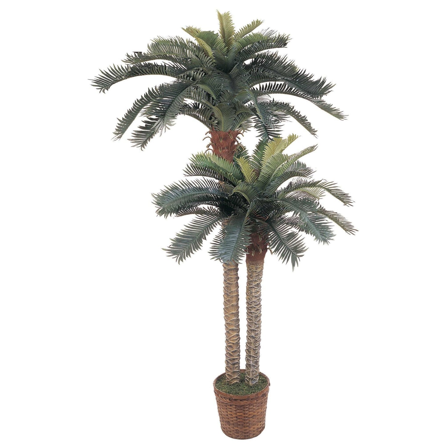 Arbre à soie en pot double de 6' et 4' de palmier sagoutier