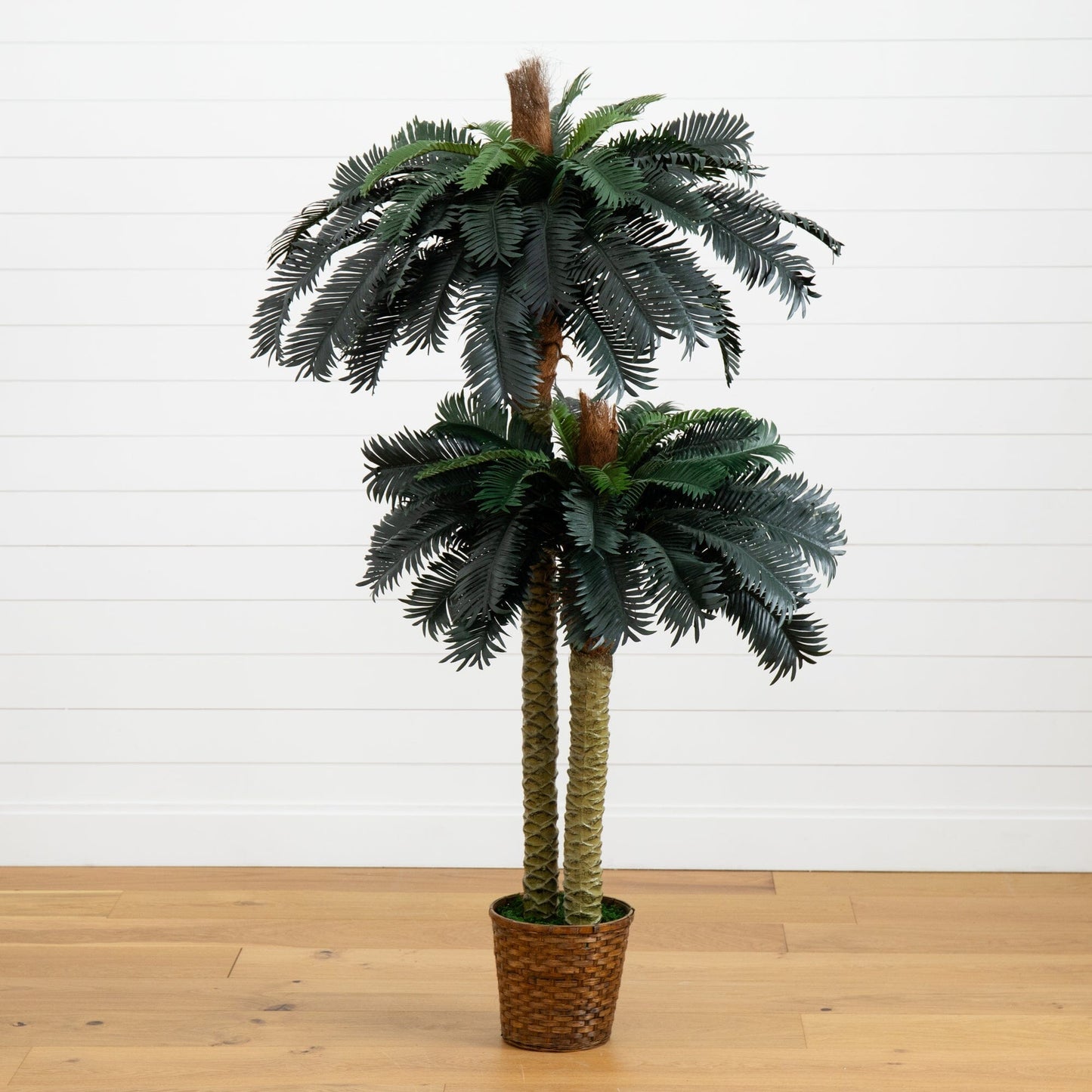 Arbre à soie en pot double de 6' et 4' de palmier sagoutier