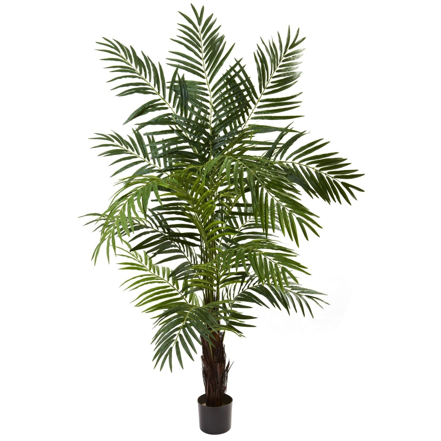 Palmera areca de 6 pies