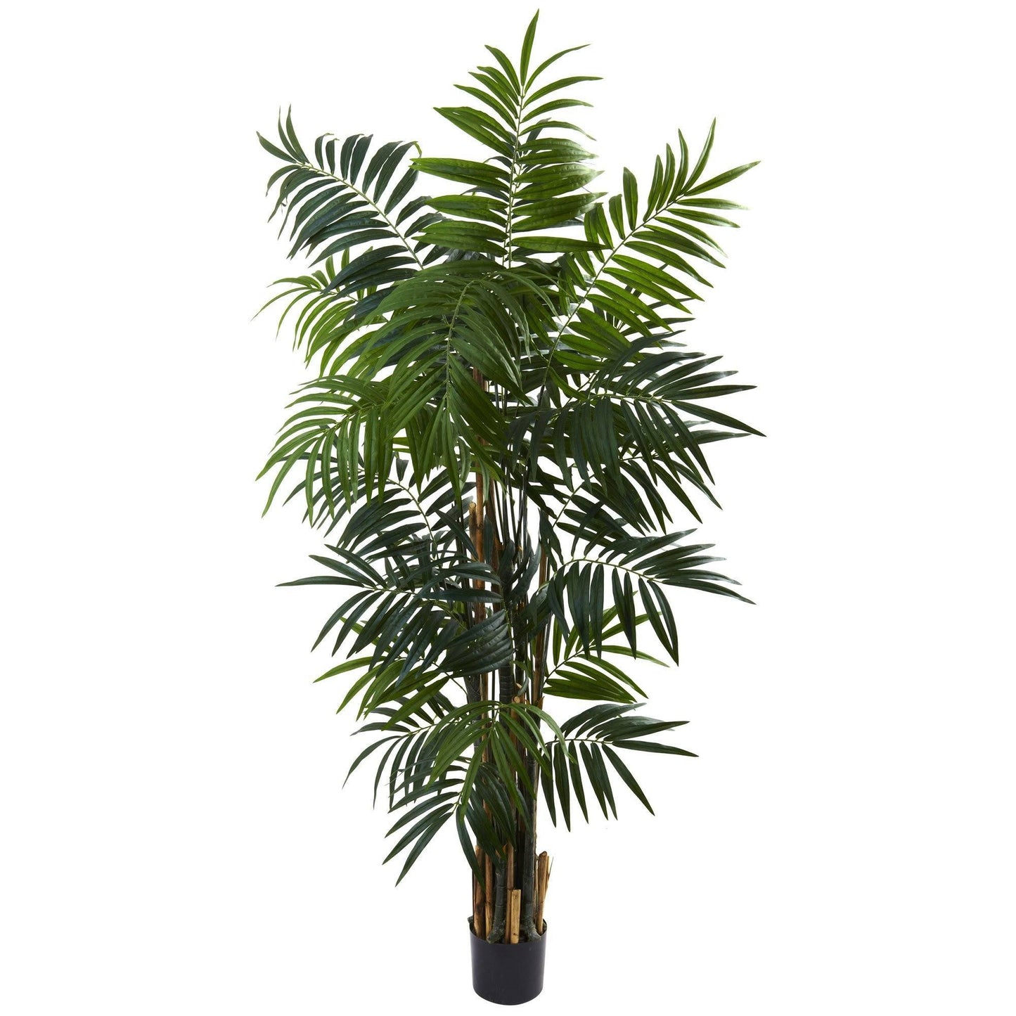 Palmera areca con bulbo de 6 pies