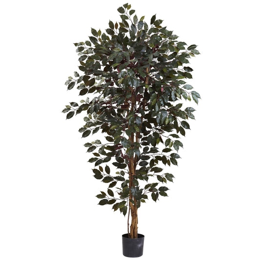 Árbol ficus capensia de 6 pies x 3 con 1008 hojas