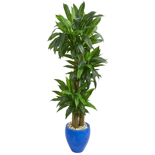 Plante artificielle Dracaena à tige de maïs de 6 pi dans une jardinière bleue (Real Touch)