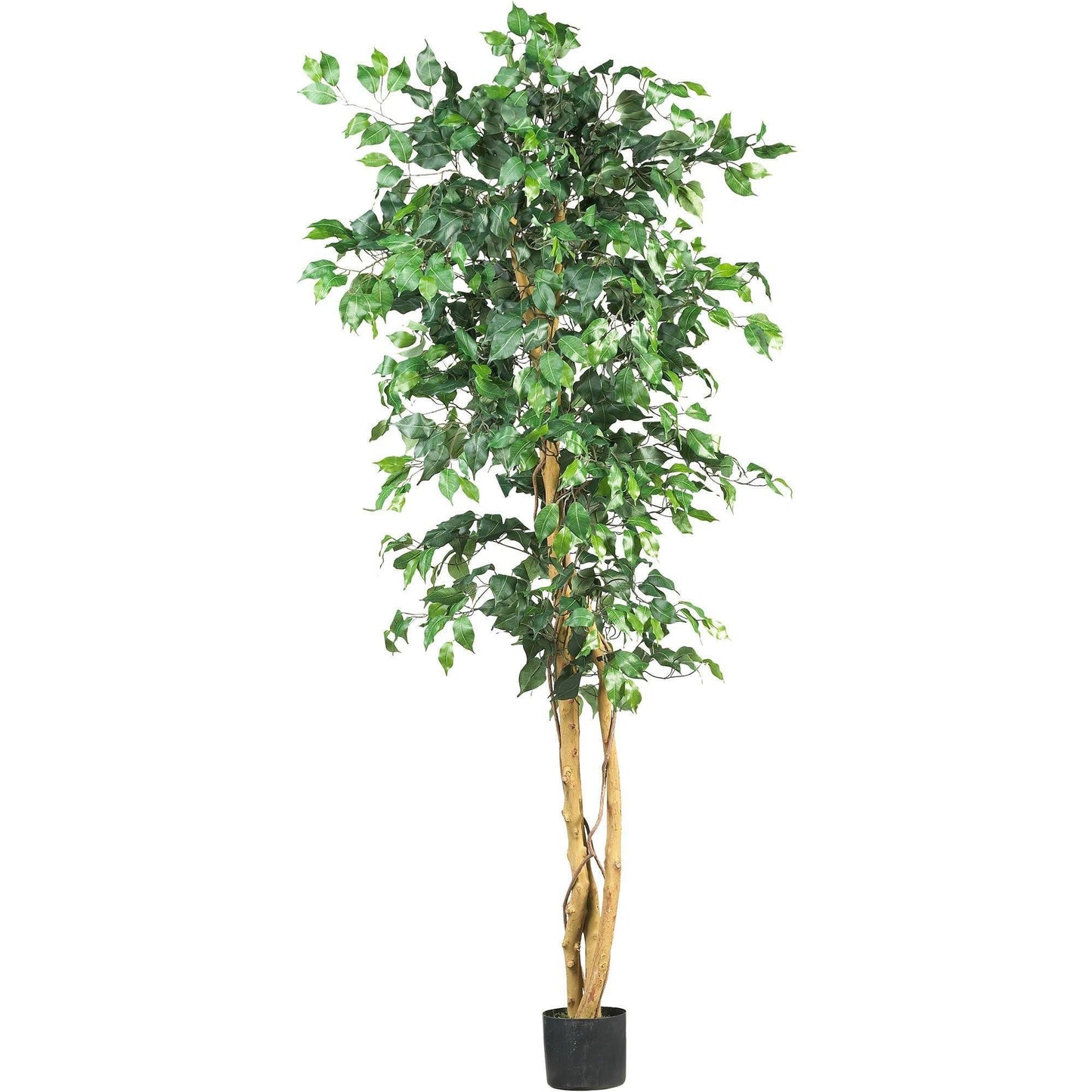 Árbol de seda ficus de 6 pies