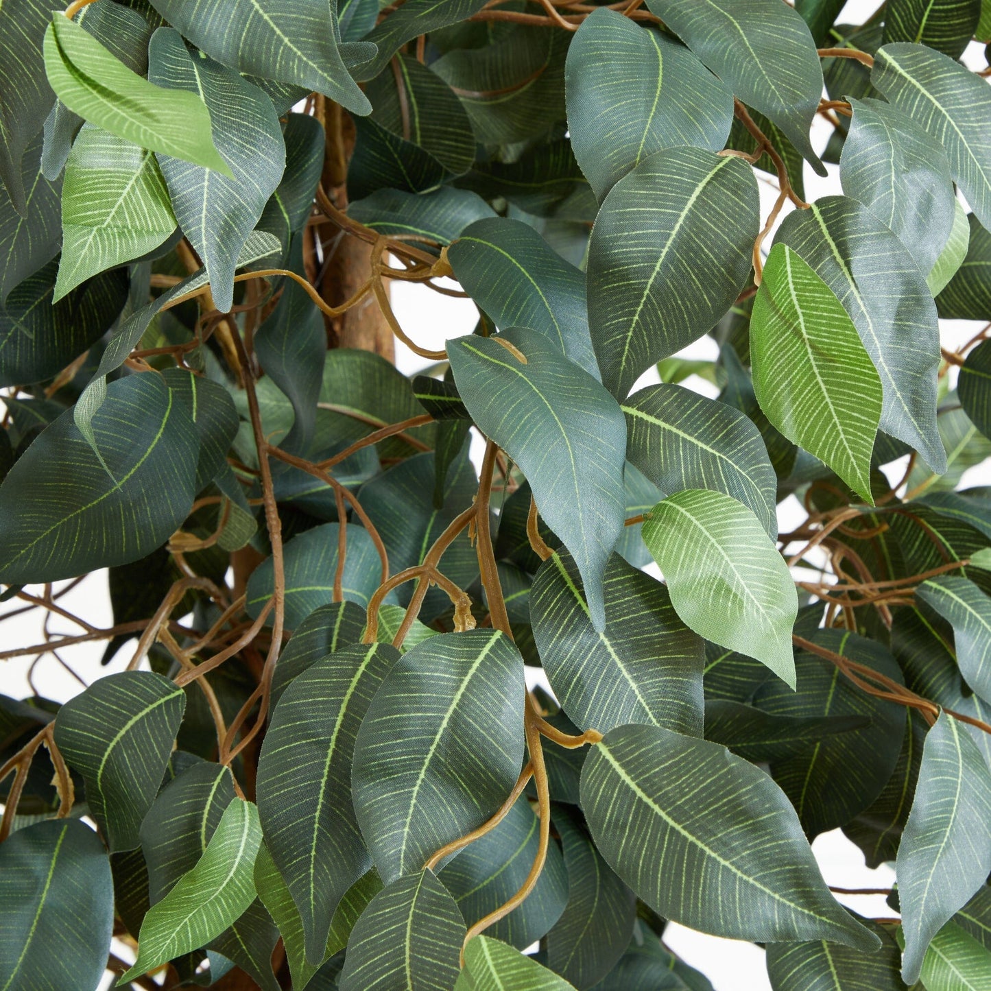 Árbol de seda ficus de 6 pies