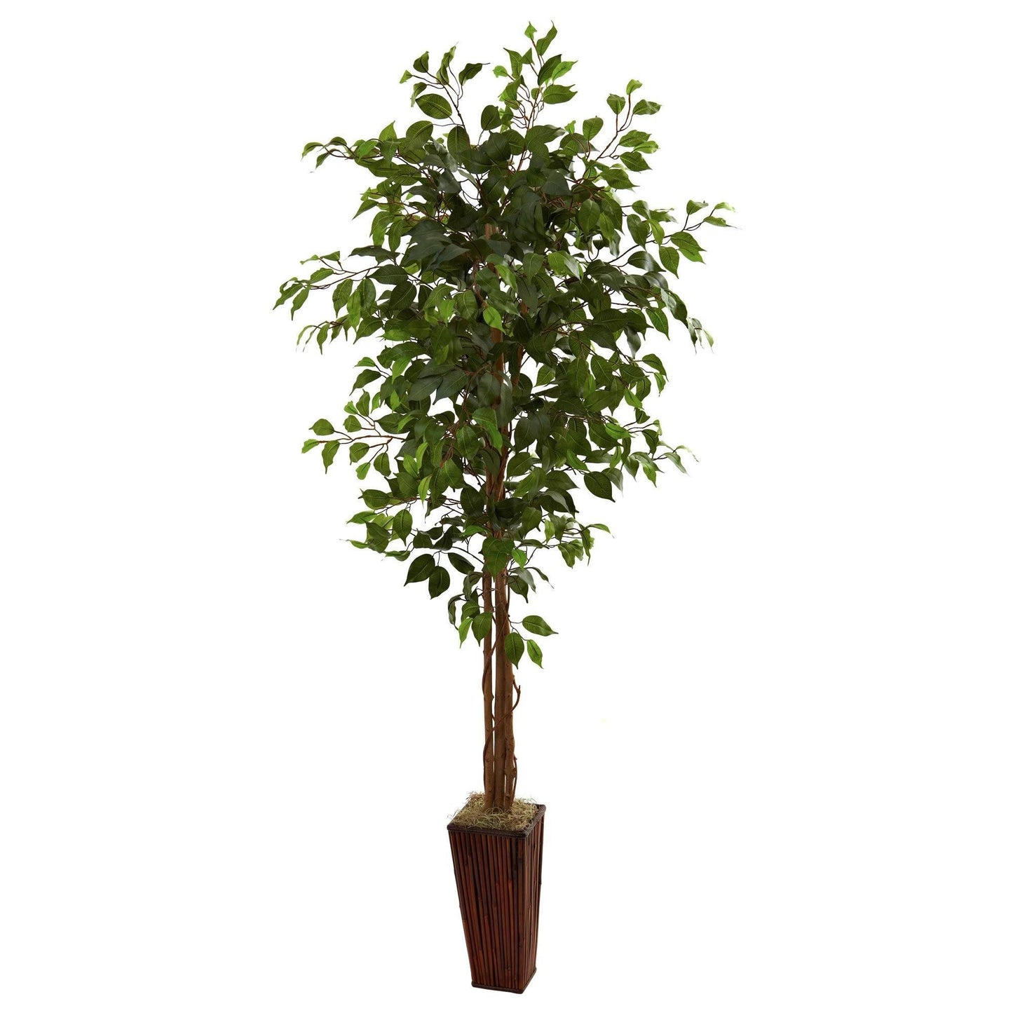 Arbre ficus de 6 pieds avec jardinière en bambou